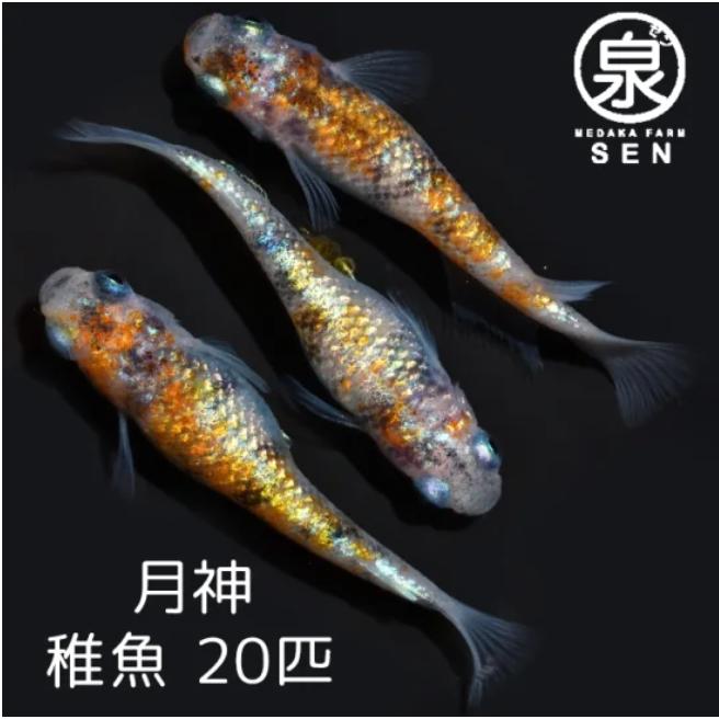 月神 稚魚 匹 送料無料 E めだか メダカ 生体 めだか生体 メダカ生体 種類 ビオトープ 激安 人気 初心者 養殖 容器 ラメ メダカ Ilgaimportadora Com