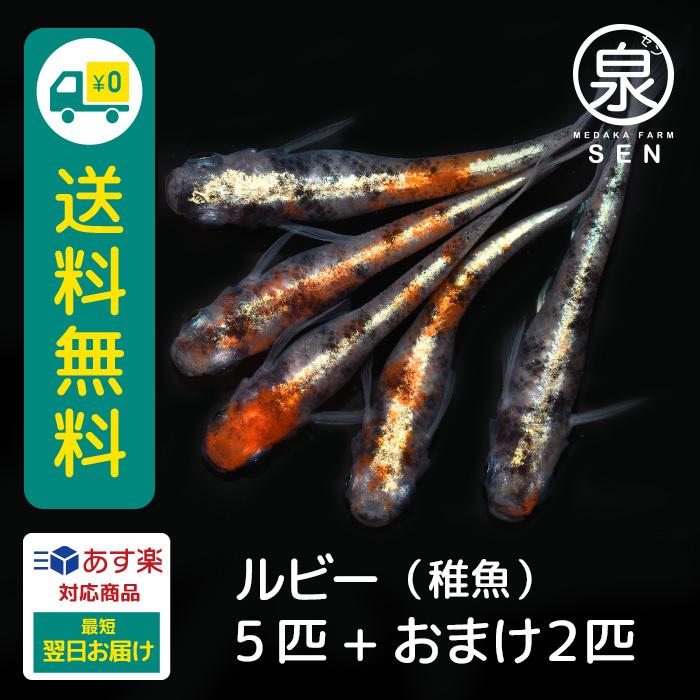 ルビー 稚魚 5匹 送料無料 E めだか メダカ 生体 めだか生体 メダカ生体 種類 ビオトープ 激安 人気 初心者 養殖 容器 ラメ メダカ Ilgaimportadora Com