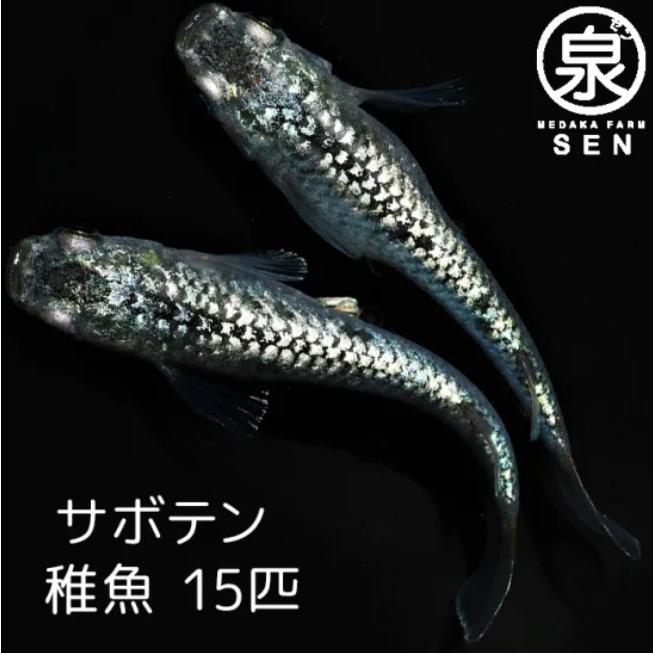 水槽 黒メダカ 20日までの出品になります