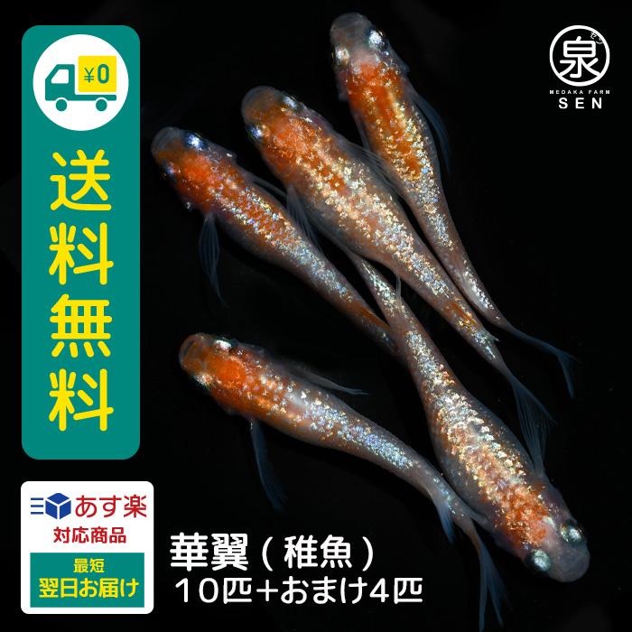 ばななざかなかなた SAKANA BOOKS（サカナブックス） | 深海生物好きさんにぜひ