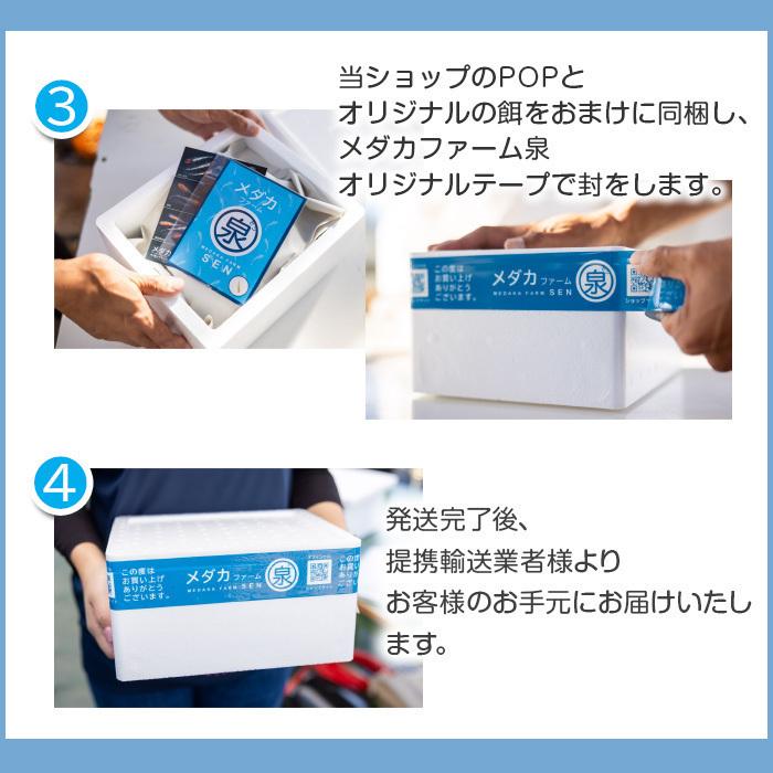 メダカ レクリス 稚魚 5匹＋おまけ補償2匹付 送料無料  (E) めだか めだか生体 メダカ生体 販売生体 種類 水槽 メダカ卵 メダカ泉 水草 人気 飼育 容器｜medakafarm-sen｜05