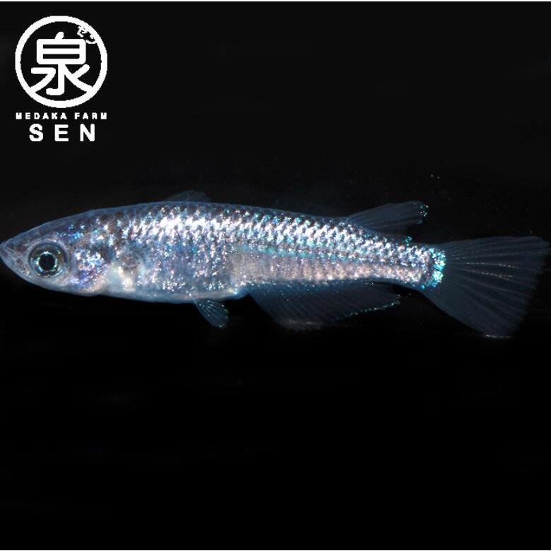 メダカ サファイア 稚魚 5匹＋おまけ補償2匹付 送料無料  (S)  めだか めだか生体 メダカ生体 販売生体 種類 水槽 メダカ卵 メダカ泉 水草 人気 飼育 容器｜medakafarm-sen｜03