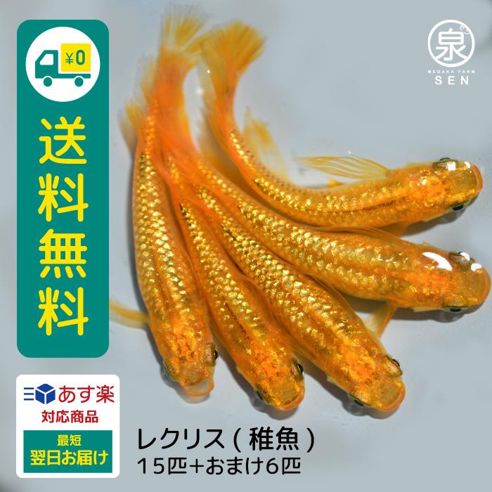 セール 登場から人気沸騰 初心者 人気 激安 ビオトープ 種類 メダカ生体 めだか生体 生体 メダカ めだか S 送料無料 15匹 稚魚 レクリス 泉オリジナル餌をプレゼント中 最短翌日お届け 送料無料 養殖 ラメ 容器 観賞魚生体 International Moduling Com
