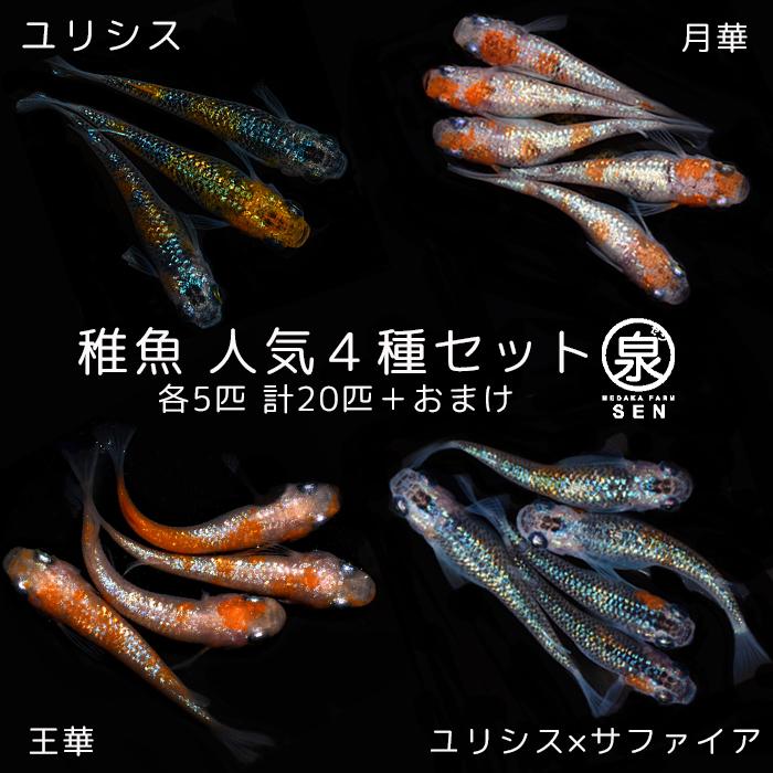 めだか…月華&王華。メダカセット めだか…月華&王華。メダカセット 