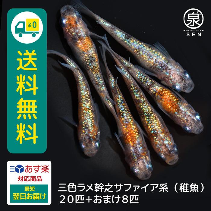 メダカ 生体 三色ラメ幹之サファイア系 稚魚 匹 おまけ8匹付 送料無料 E めだか めだか生体 メダカ生体 種類 水槽 卵 水草 人気 飼育 容器 Fry 038 0 メダカファーム泉 通販 Yahoo ショッピング