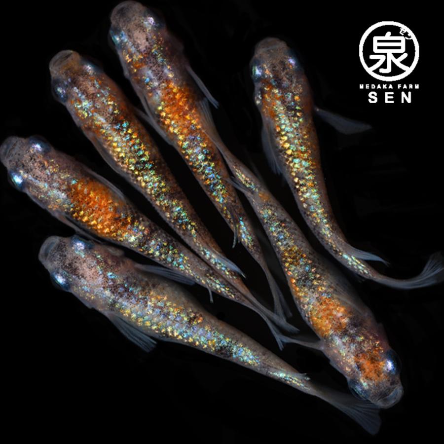 めだか 三色ラメ幹之サファイア系 半ダルマ
