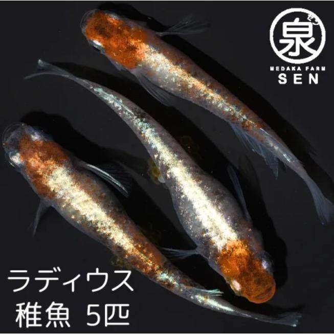 ランキングtop10 メダカ 生体 ラディウス 稚魚 5匹 送料無料 E めだか めだか生体 メダカ生体 種類 水槽 卵 水草 人気 飼育 容器 Mirima Fr