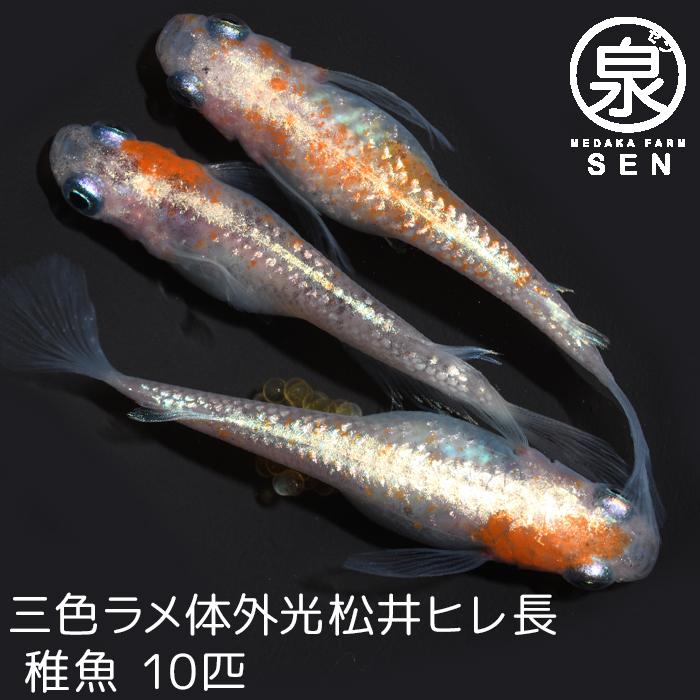 安い直販店 三色ラメ体外光松井ヒレ長 稚魚 10匹 送料無料 E めだか メダカ 生体 めだか生体 メダカ生体 種類 ビオトープ 激安 人気 初心者 養殖 容器 ラメ 純正ショッピング Ssl Daikyogo Or Jp