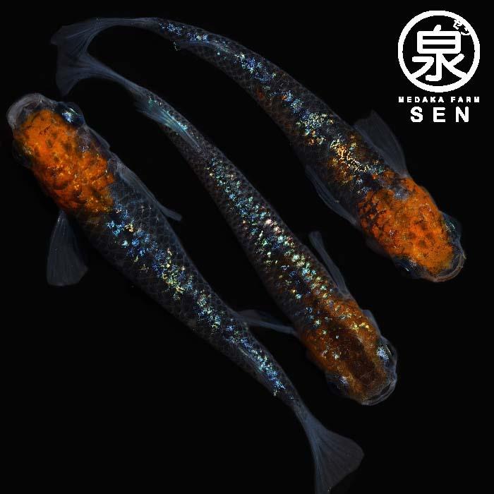 芸能人愛用 メダカ 生体 蒼煌 稚魚 5匹 送料無料 E めだか めだか生体 メダカ生体 種類 水槽 卵 水草 人気 飼育 容器 Ebrahimimaryam Com
