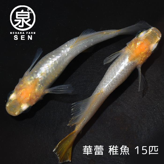 メダカ 生体 華蕾 稚魚 15匹 送料無料 F めだか めだか生体 メダカ生体 種類 水槽 卵 水草 人気 飼育 容器 Www Dentalcareplus Fi