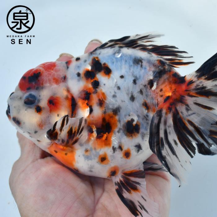 現物販売 東錦 1匹 17-18cm 金魚 浜松市当養業飼育 きんぎょ キンギョ 生体販売 観賞魚 飼育 (E) hn-3｜medakafarm-sen｜02