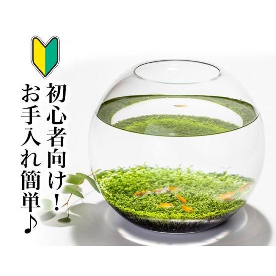 丸水槽 めだか 土 水草 水槽セット 送料無料 S めだか めだか生体 メダカ生体 種類 水槽 卵 水草 人気 飼育 容器 Go 001 01 メダカファーム泉 通販 Yahoo ショッピング