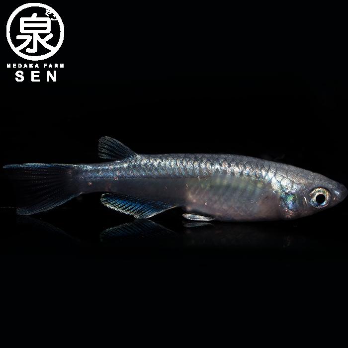 メダカ 生体 幹之フルボディー 成魚 ランダム5匹＋おまけ補償1匹付  送料無料  (E)  めだか めだか生体 メダカ生体 種類 水槽 卵 水草 人気 飼育 容器｜medakafarm-sen｜02