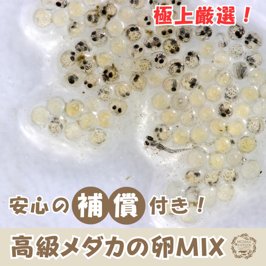 【めだか卵】高級メダカの卵MIX 有精卵20個＋α たまご販売　安心の補償付き　自由研究にもおすすめ！ の商品画像
