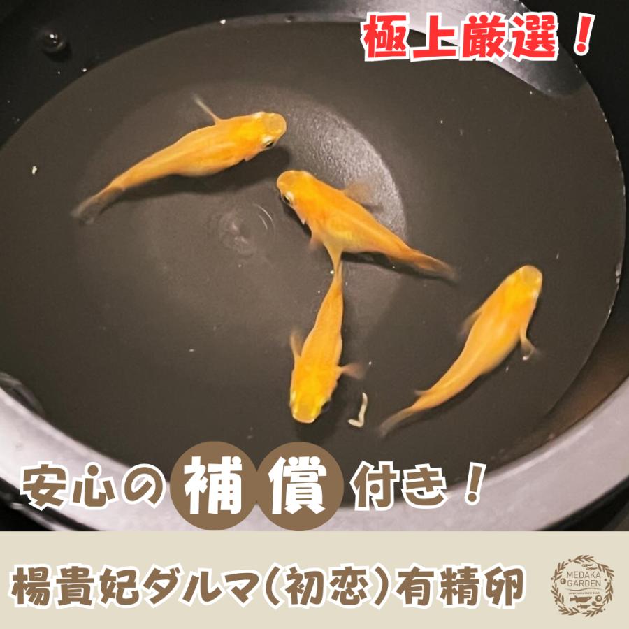 【めだか卵】楊貴妃ダルマ（初恋） 有精卵20個＋α たまご販売　安心の補償付き　自由研究にもおすすめ！（Yahoo!・MEDAKA GARADENヤフーショップ）