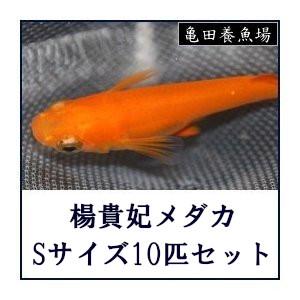 楊貴妃メダカ Sサイズ15匹セット 1 3 2 メダカ販売 通販 亀田養魚 通販 Yahoo ショッピング