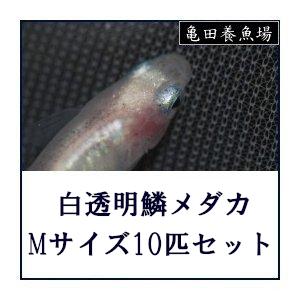 メダカ 白透明鱗メダカ Mサイズ10匹セット 1 5 1 メダカ販売 通販 亀田養魚 通販 Yahoo ショッピング