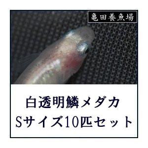 白透明鱗メダカ Sサイズ10匹セット Sale 94 Off