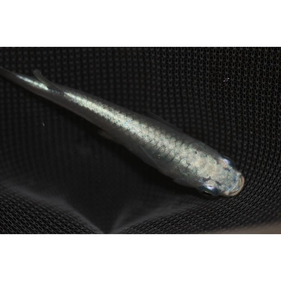 ミユキメダカ Mサイズ10匹セット フルボディ 幹之メダカ みゆきメダカ 1 7 1 メダカ販売 通販 亀田養魚 通販 Yahoo ショッピング