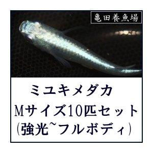日本全国 送料無料 ミユキメダカ Mサイズ10匹セット スーパー光 フルボディ 幹之メダカ みゆきメダカ Sarozambia Com