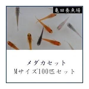 業者のみ メダカセット Mサイズ100匹セット 5 1 9 メダカ販売 通販 亀田養魚 通販 Yahoo ショッピング