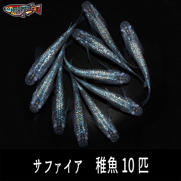 サファイア 稚魚 10匹 5mm〜10mm