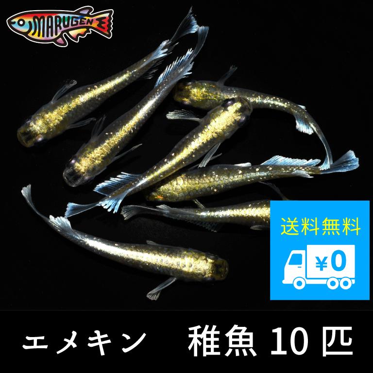 エメキン 稚魚 10匹【 めだか メダカ 丸玄 幹之 紅帝 ユリシス