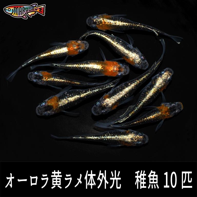 オーロラ黄ラメ体外光 稚魚 20匹 めだか メダカ 丸玄 幹之 紅帝