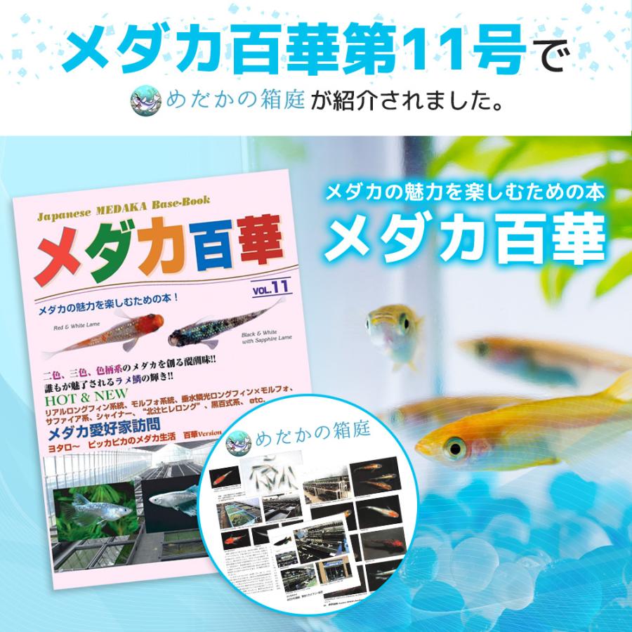 保障2匹付き ハイグレードミックス メダカ 人気4種 10匹セット 幹之フルボディ 紅帝 限定版 各2 3匹づつ オロチ 種類 めだか 生体 送料無料 深海