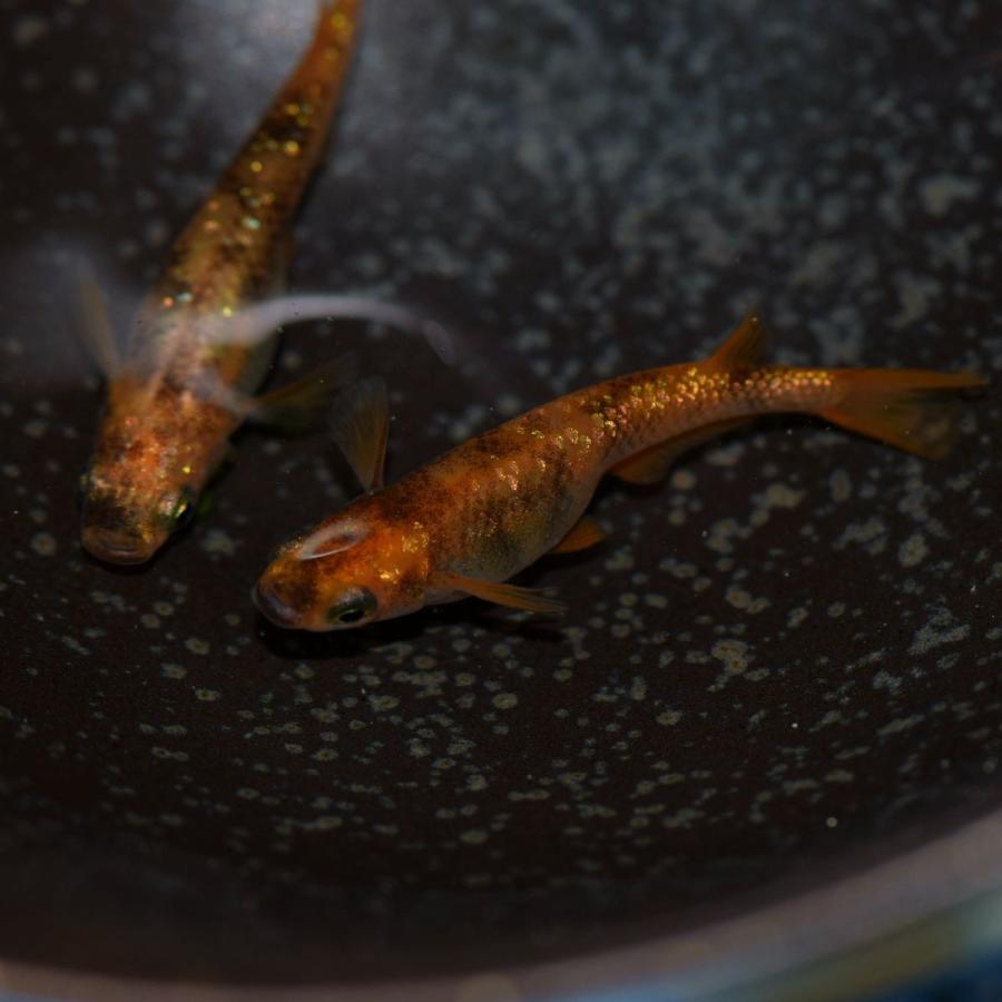 虹 赤ブチラメ幹之メダカ Mサイズ5匹 虹色ラメめだか Akabuchim5 めだかの市場 通販 Yahoo ショッピング