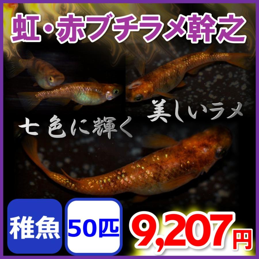 虹 赤ブチラメ幹之メダカ 稚魚50匹 虹色ラメめだか Akaburame50 めだかの市場 通販 Yahoo ショッピング