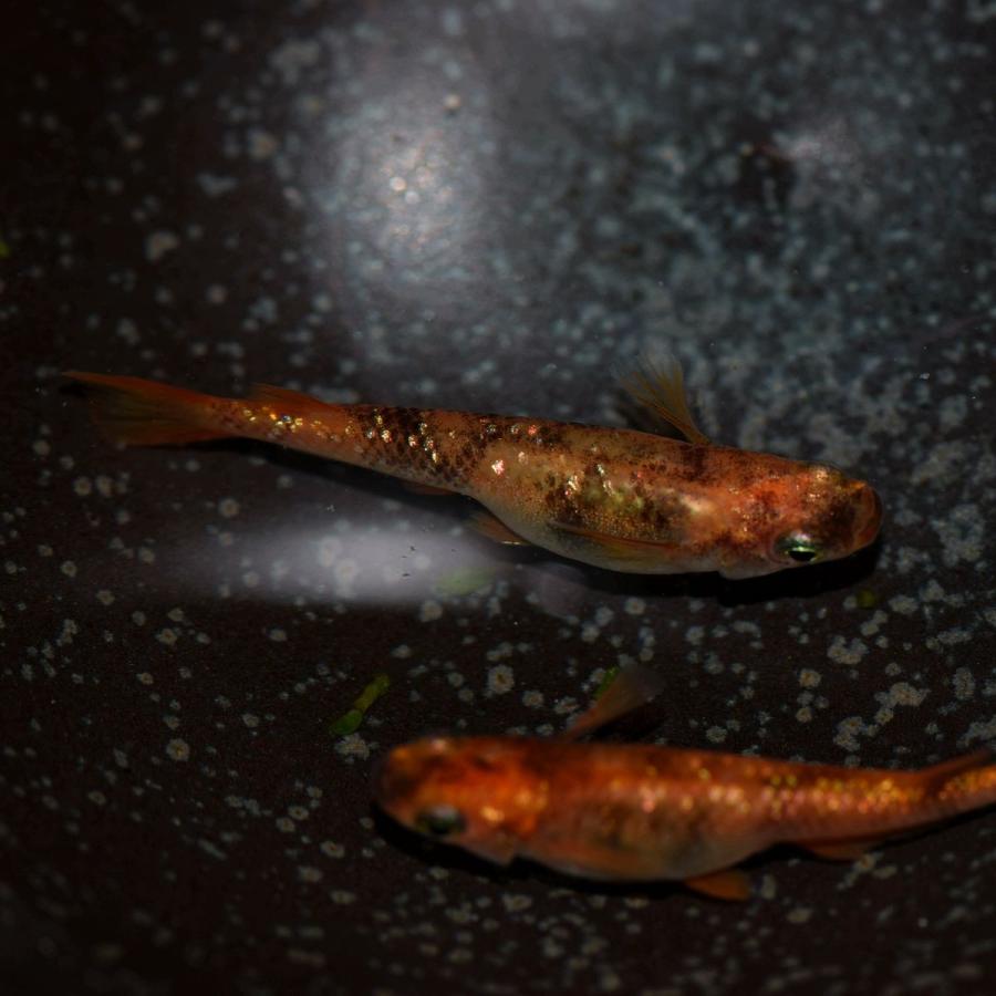 虹 赤ブチラメ幹之メダカ 稚魚50匹 虹色ラメめだか Akaburame50 めだかの市場 通販 Yahoo ショッピング