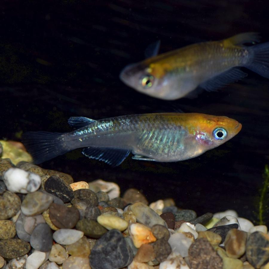 メダカ 灯メダカ 稚魚匹 黄幹之 灯めだか あかりメダカ Akari めだかの市場 通販 Yahoo ショッピング