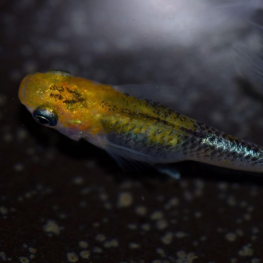 メダカ 灯メダカ 稚魚匹 黄幹之 灯めだか あかりメダカ Akari めだかの市場 通販 Yahoo ショッピング