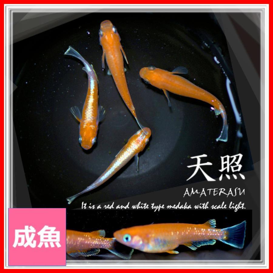 メダカ 天照めだか Mサイズ3ペア+α アマテラスメダカ : めだかの市場