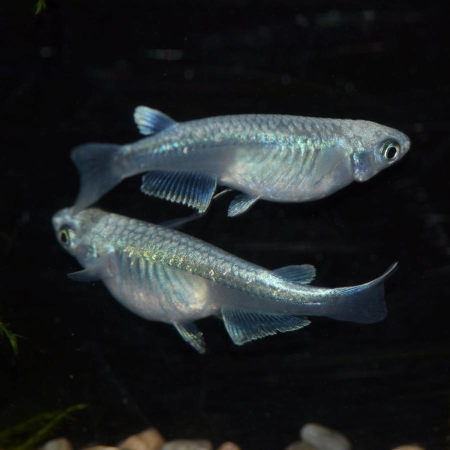メダカ 鉄仮面系統青幹之メダカ 青みゆきメダカ 稚魚30匹 Aomi30 めだかの市場 通販 Yahoo ショッピング