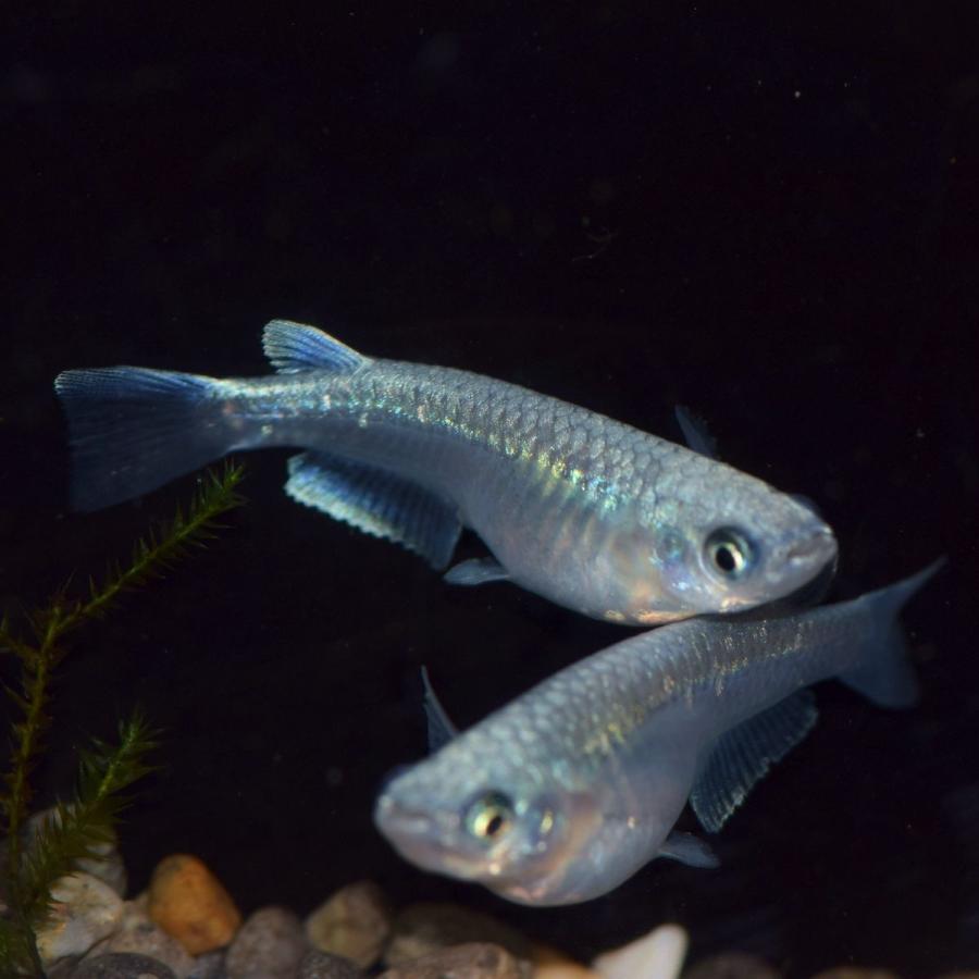 メダカ 鉄仮面系統青幹之メダカ 青みゆきメダカ 稚魚50匹 Aomi50 めだかの市場 通販 Yahoo ショッピング