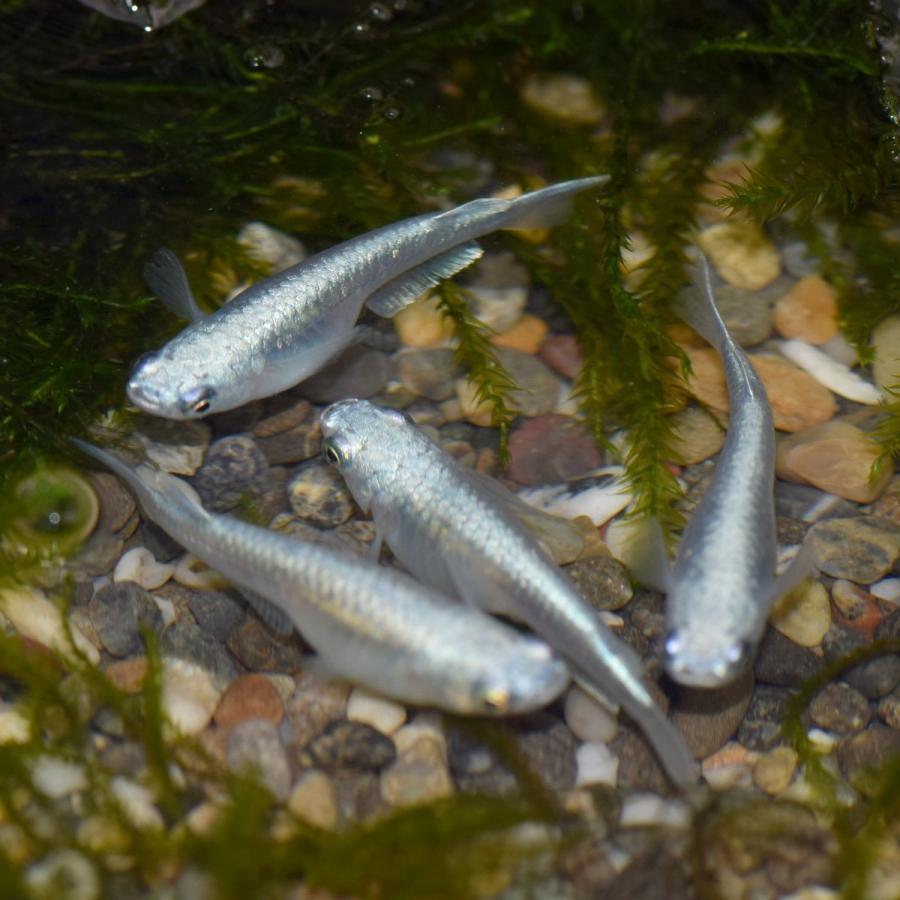 メダカ 鉄仮面系統青幹之メダカ 青みゆきメダカ 稚魚50匹 Aomi50 めだかの市場 通販 Yahoo ショッピング