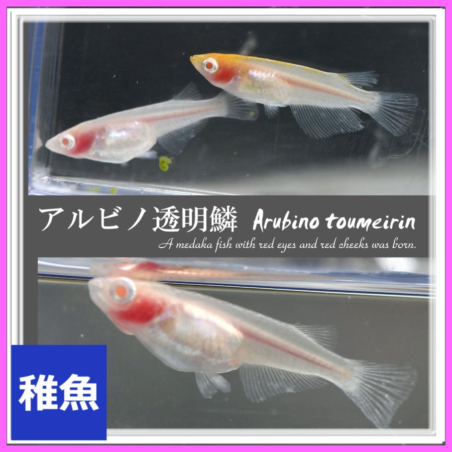 ﾌﾞﾛﾝｽﾞ紅白　幼魚　ｱﾙﾋﾞﾉ　1ﾍﾟｱ ブロンズ紅白 | 株式会社ピーシーズ