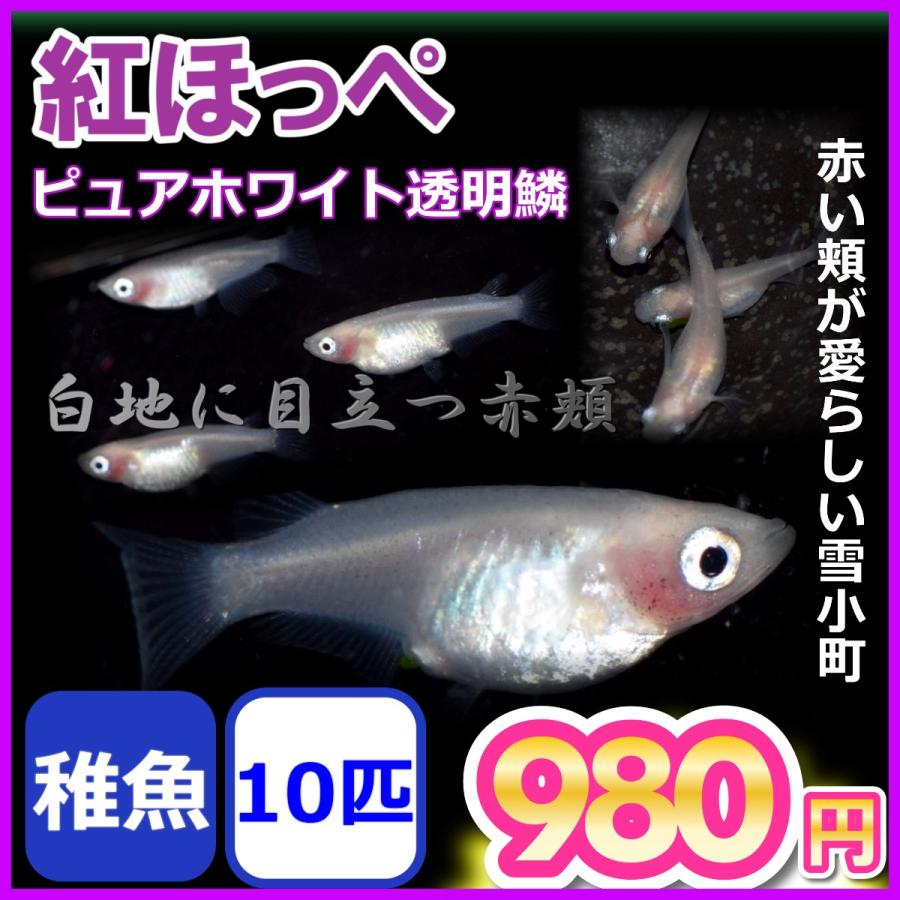 高級な 100％品質 メダカ 紅ほっぺ 白透明鱗めだか 稚魚10匹 eikohhome.com eikohhome.com