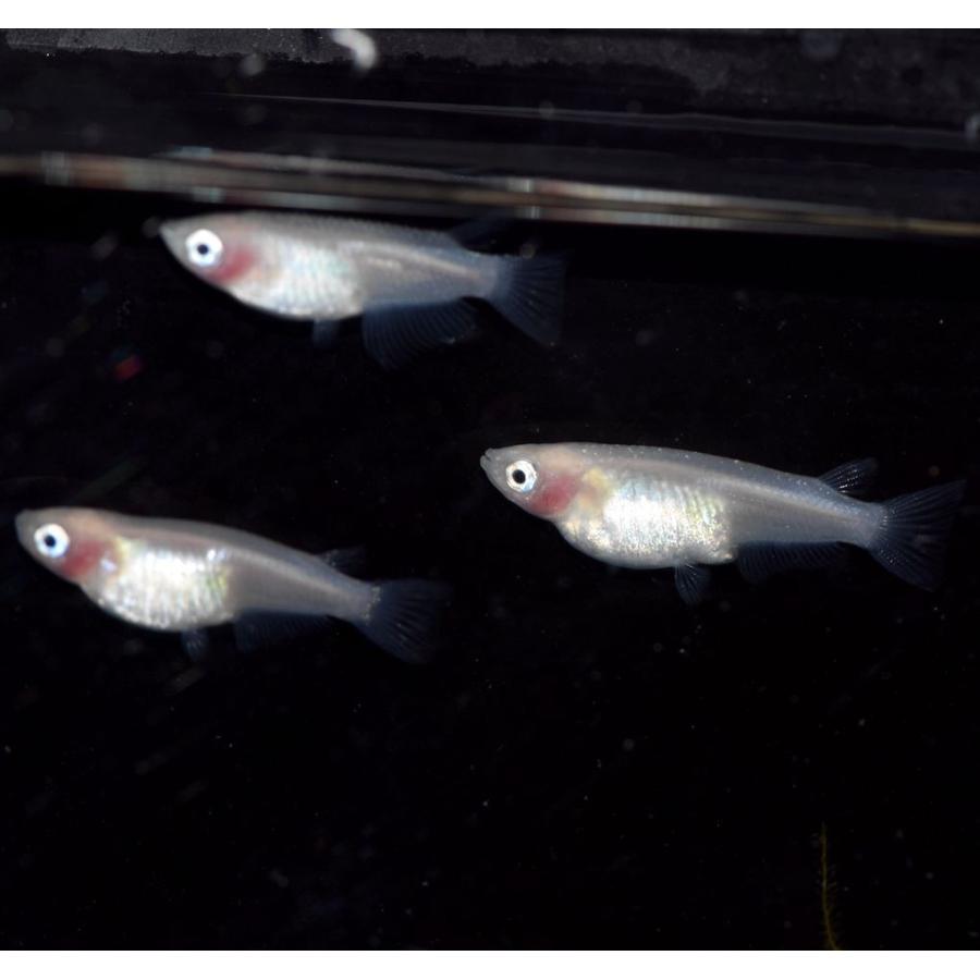 メダカ 紅ほっぺ 白透明鱗めだか 稚魚10匹 新品 送料無料