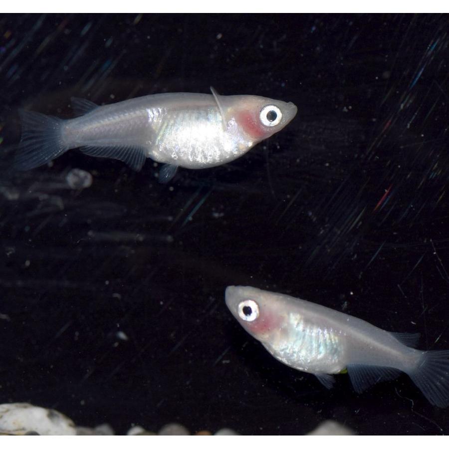 メダカ 紅ほっぺ 白透明鱗めだか 稚魚10匹 新品 送料無料
