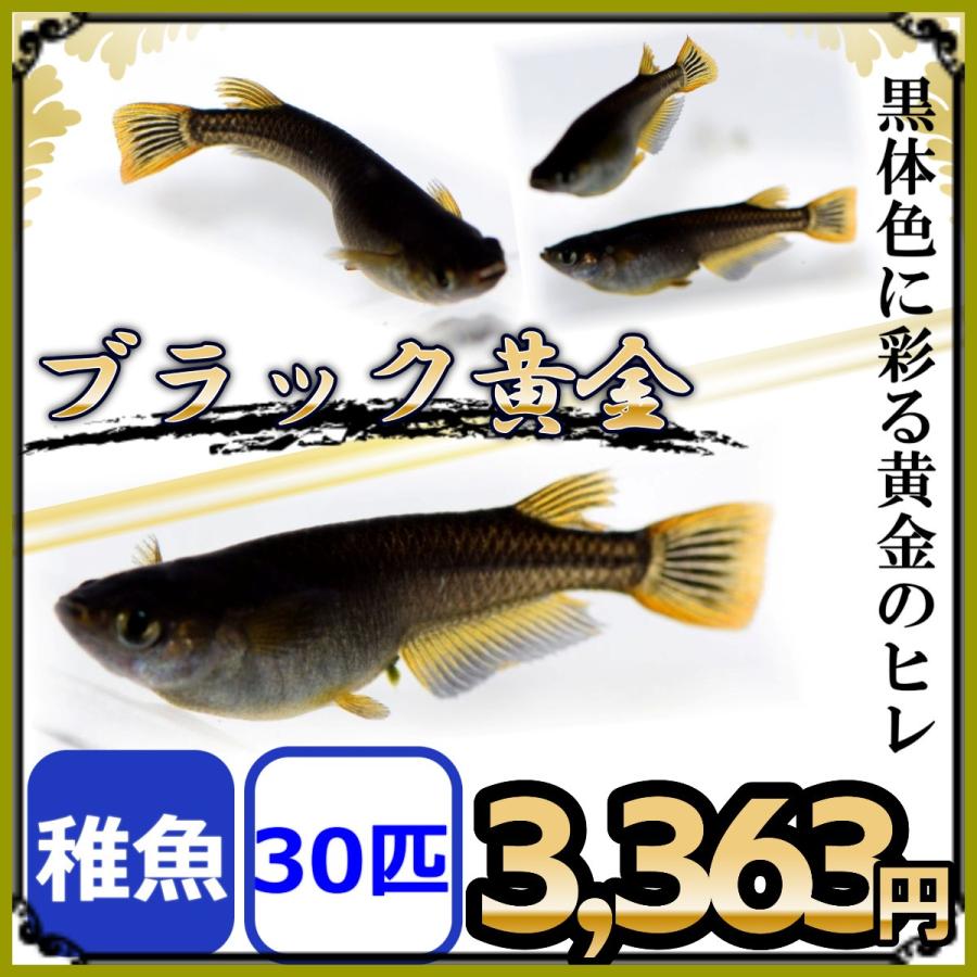 定価の ｏｆｆ めだか 黒メダカ ３０匹 Marzipan67 Ru