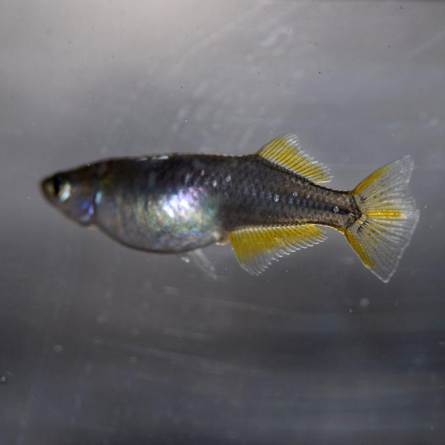 メダカ ピュアブラック黄金ヒカリめだか 稚魚30匹 Bgho30sfdsdf めだかの市場 通販 Yahoo ショッピング