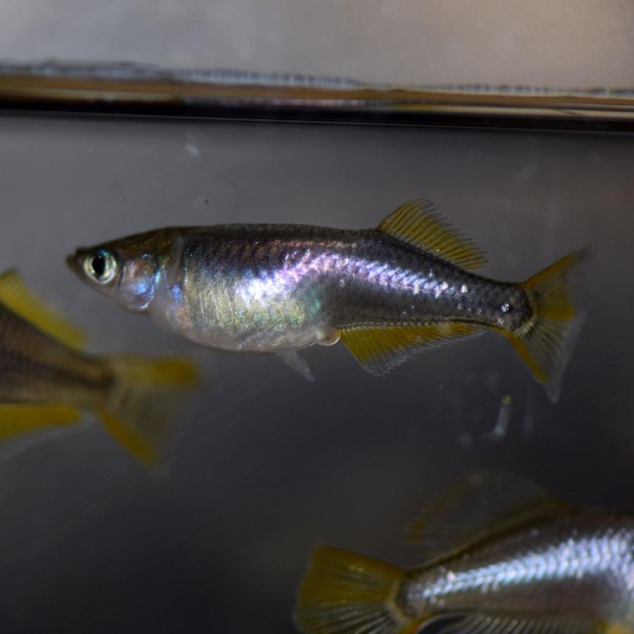 メダカ ピュアブラック黄金ヒカリめだか 稚魚30匹 Bgho30sfdsdf めだかの市場 通販 Yahoo ショッピング