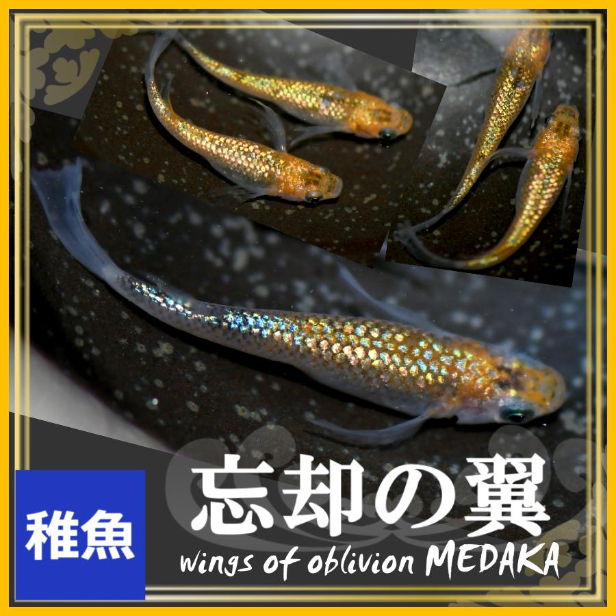 メダカ 忘却の翼めだか 稚魚10匹 /忘却の翼メダカ : めだかの市場