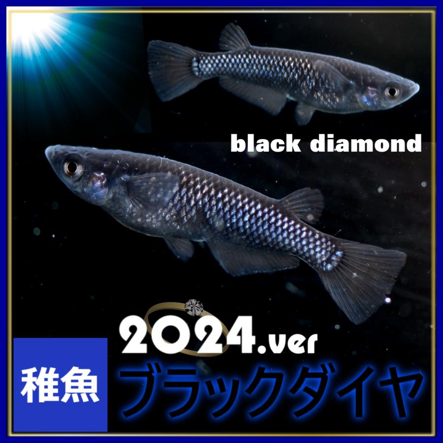 メダカ ブラックダイヤメダカ 稚魚10匹 オロチラメ オロチめだか Burakkudaiya10 めだかの市場 通販 Yahoo ショッピング