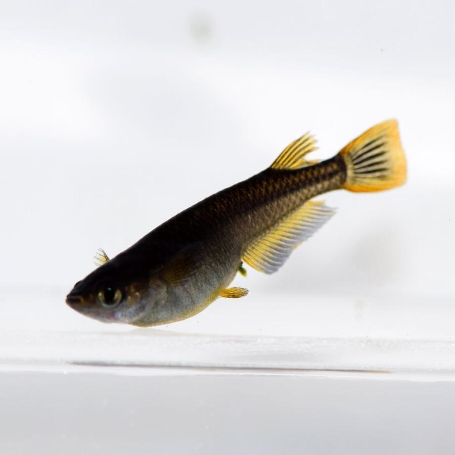 メダカ ブラック黄金めだか 稚魚10匹 Burakkuougonn10 めだかの市場 通販 Yahoo ショッピング