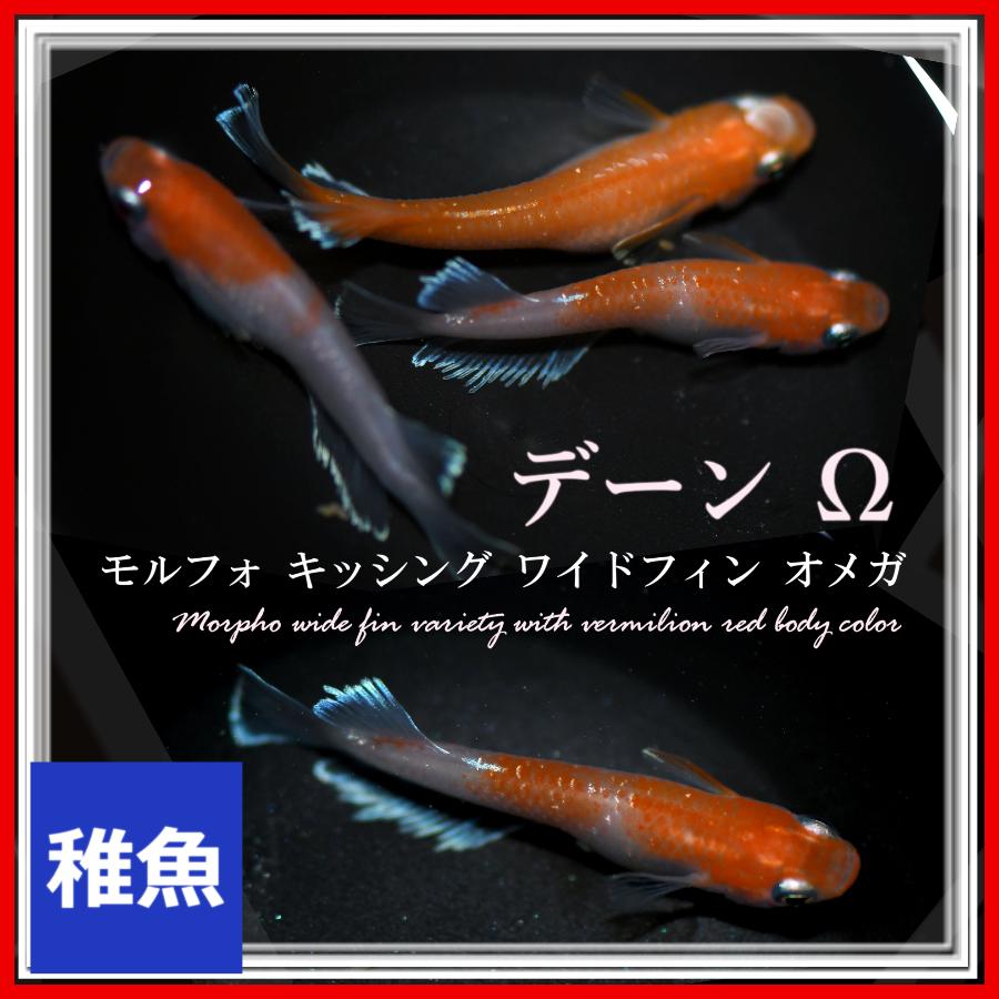 メダカ デーンモルフォキッシングワイドフィンΩ めだか 稚魚10匹 