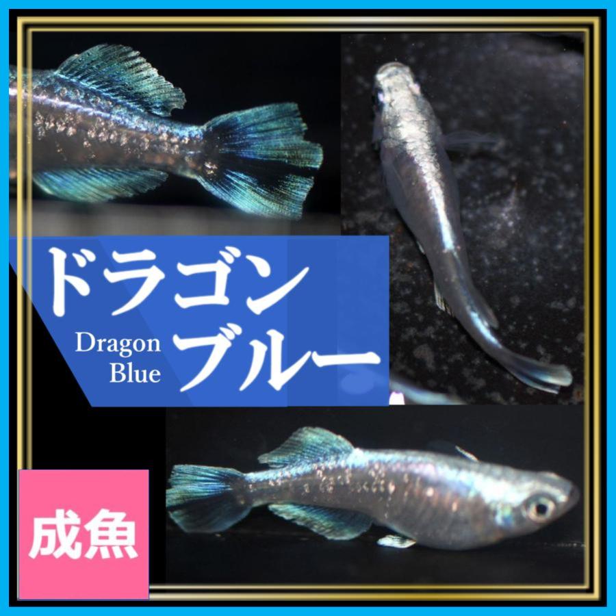めだか　クムブルー１ペア　メダカ クムブルー | メダカふぁくとりー忍